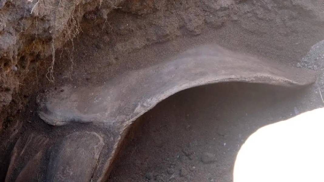 Mersin’de 16 Metrelik Dev Balina Toprak Altından Çıkarılıyor 3