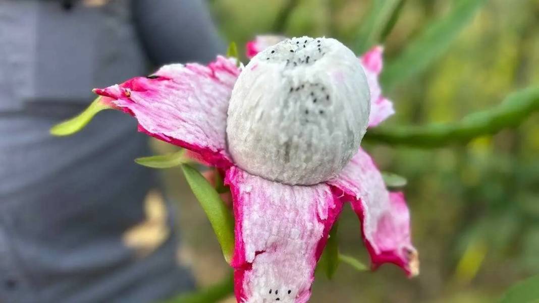 Hatay Kırsalında Ejder Meyvesiyle Girişimcilik Rüzgarı! 1