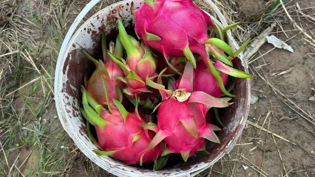 Hatay Kırsalında Ejder Meyvesiyle Girişimcilik Rüzgarı! 2