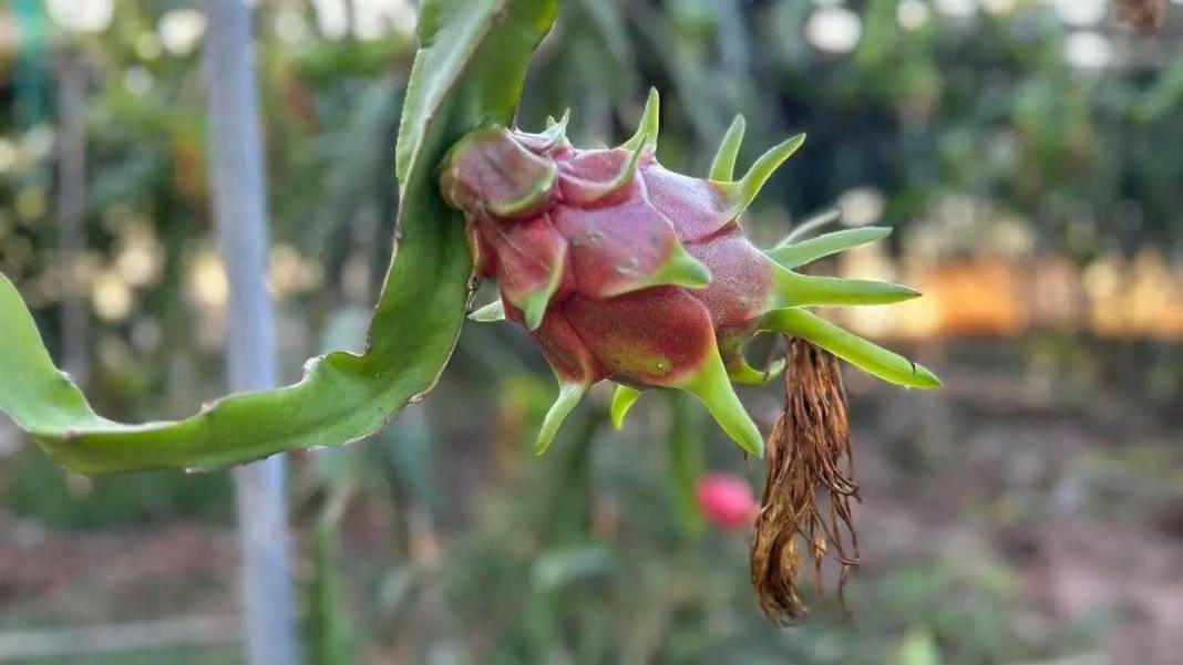 Hatay Kırsalında Ejder Meyvesiyle Girişimcilik Rüzgarı! 3