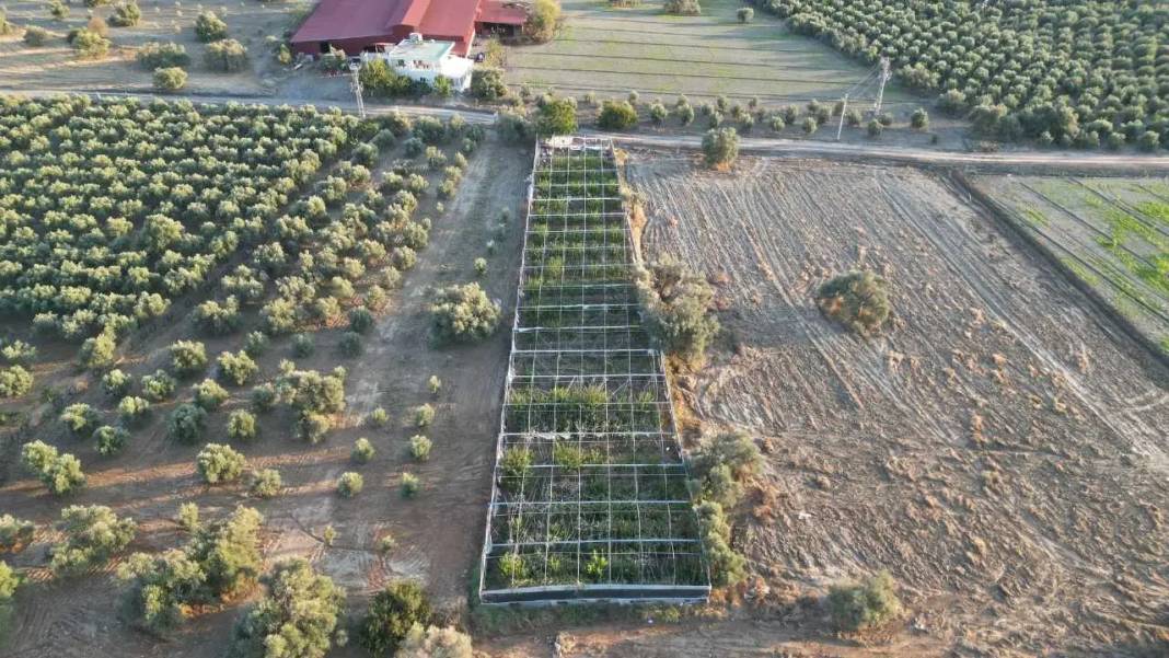 Hatay Kırsalında Ejder Meyvesiyle Girişimcilik Rüzgarı! 4