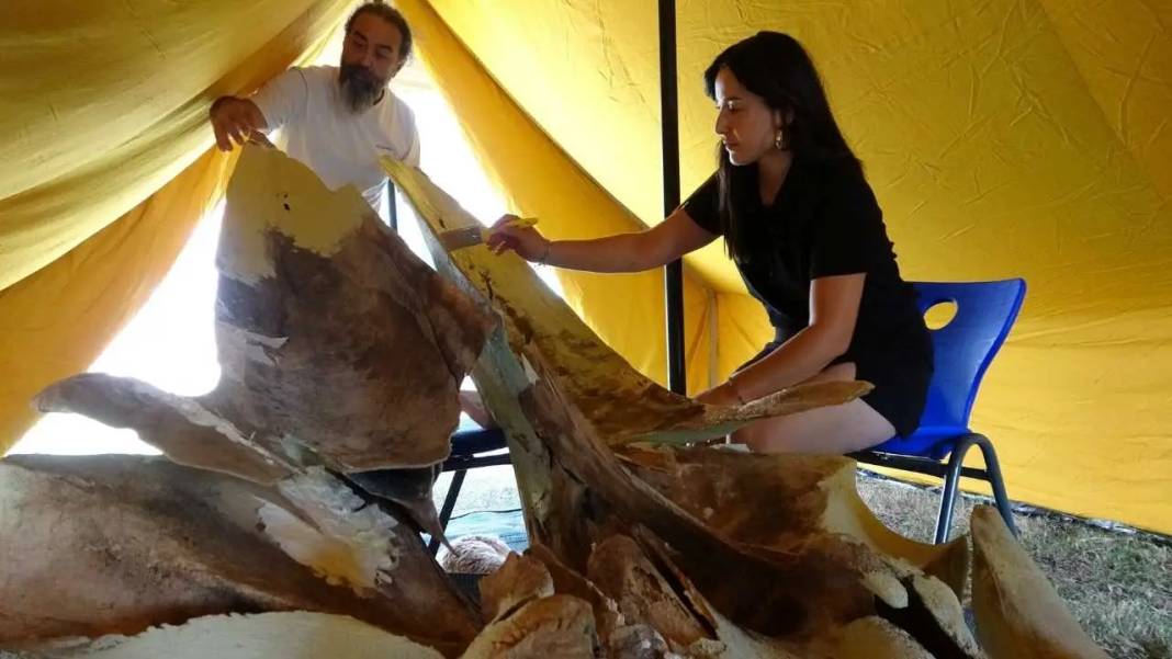 Mersin’de 16 Metrelik Dev Balinanın Kemikleri Tek Tek Birleştiriliyor! 1