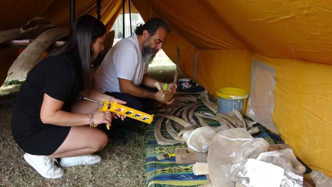 Mersin’de 16 Metrelik Dev Balinanın Kemikleri Tek Tek Birleştiriliyor! 2