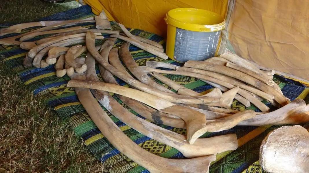 Mersin’de 16 Metrelik Dev Balinanın Kemikleri Tek Tek Birleştiriliyor! 3