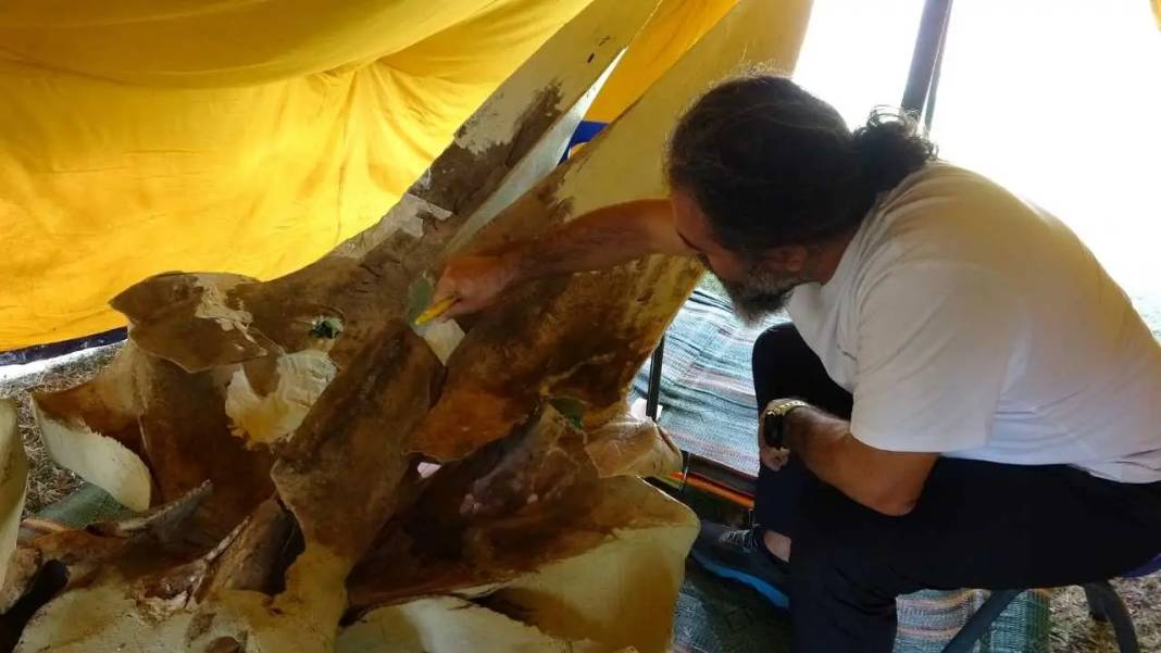 Mersin’de 16 Metrelik Dev Balinanın Kemikleri Tek Tek Birleştiriliyor! 5
