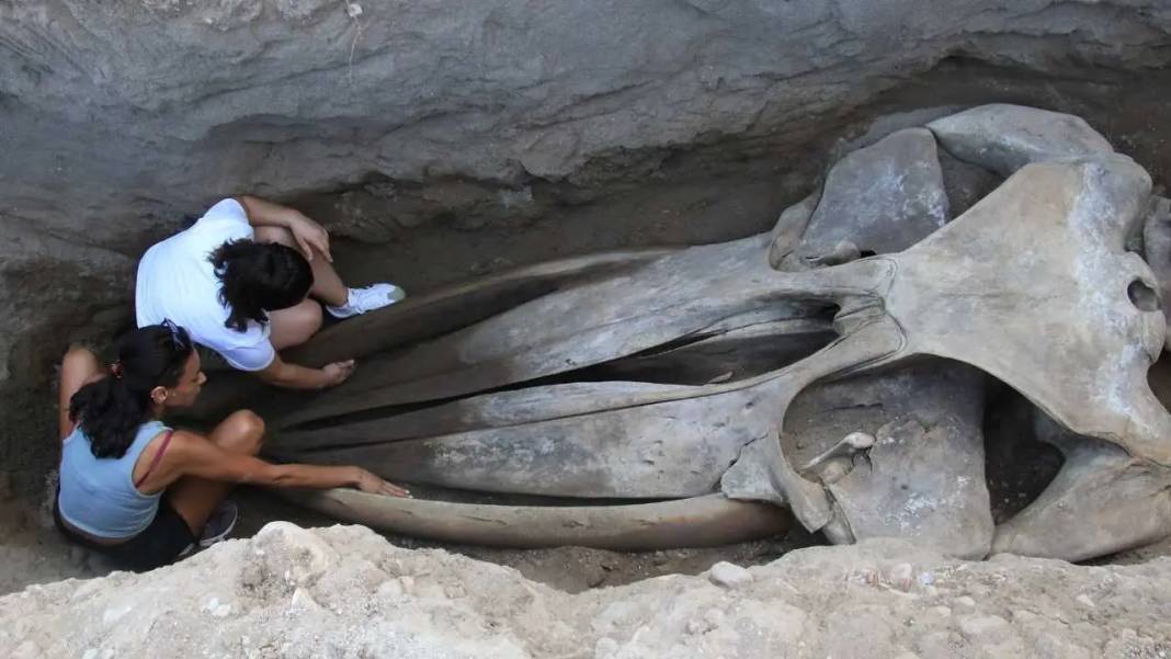 Mersin’de 16 Metrelik Dev Balinanın Kemikleri Tek Tek Birleştiriliyor! 6