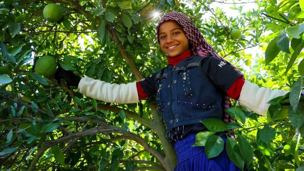 Adana’da Buruk Portakal Hasadı: Don Yaktı, Sıcak Kavurdu! 1