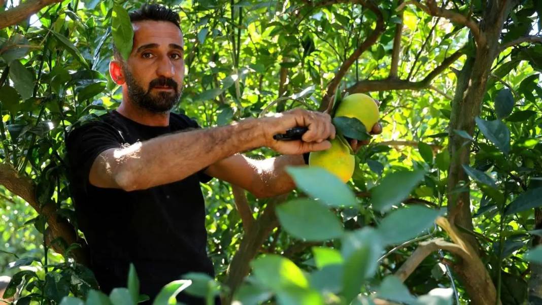 Adana’da Buruk Portakal Hasadı: Don Yaktı, Sıcak Kavurdu! 2