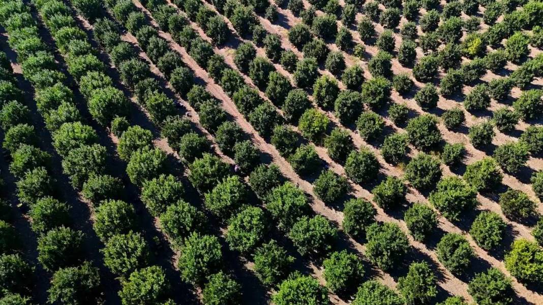 Adana’da Buruk Portakal Hasadı: Don Yaktı, Sıcak Kavurdu! 3