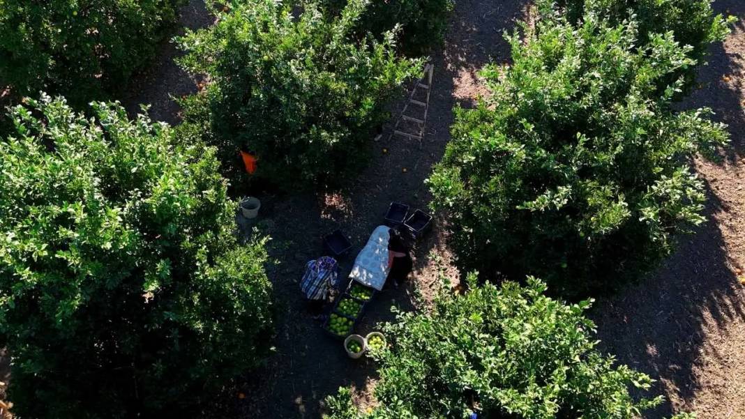 Adana’da Buruk Portakal Hasadı: Don Yaktı, Sıcak Kavurdu! 4