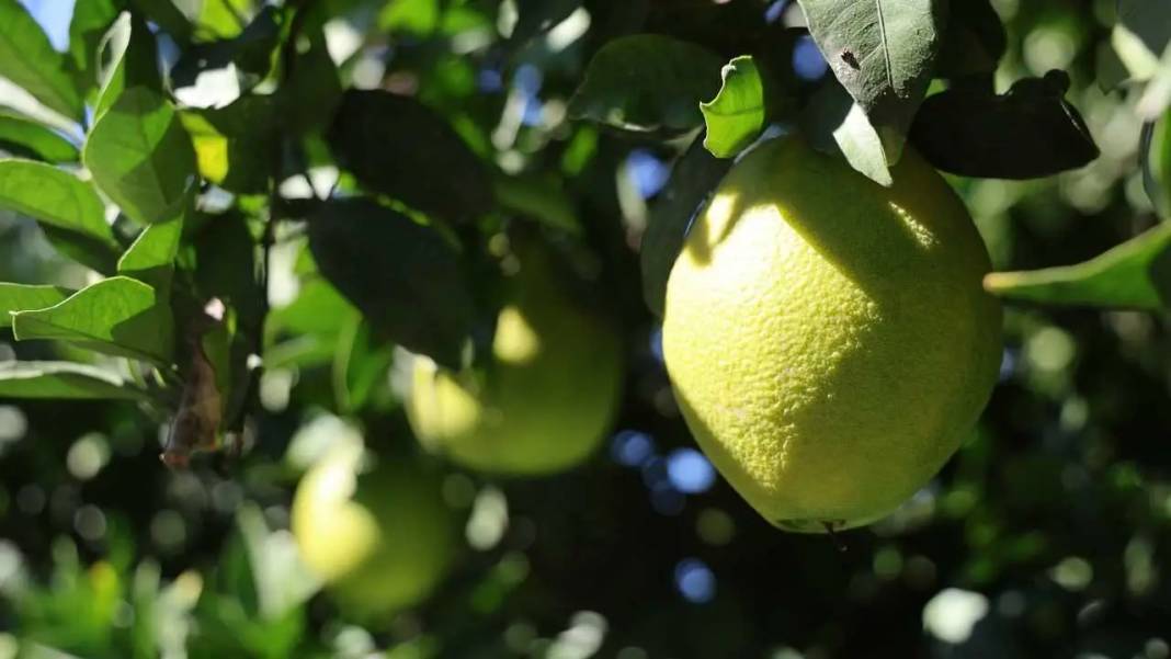 Adana’da Buruk Portakal Hasadı: Don Yaktı, Sıcak Kavurdu! 5