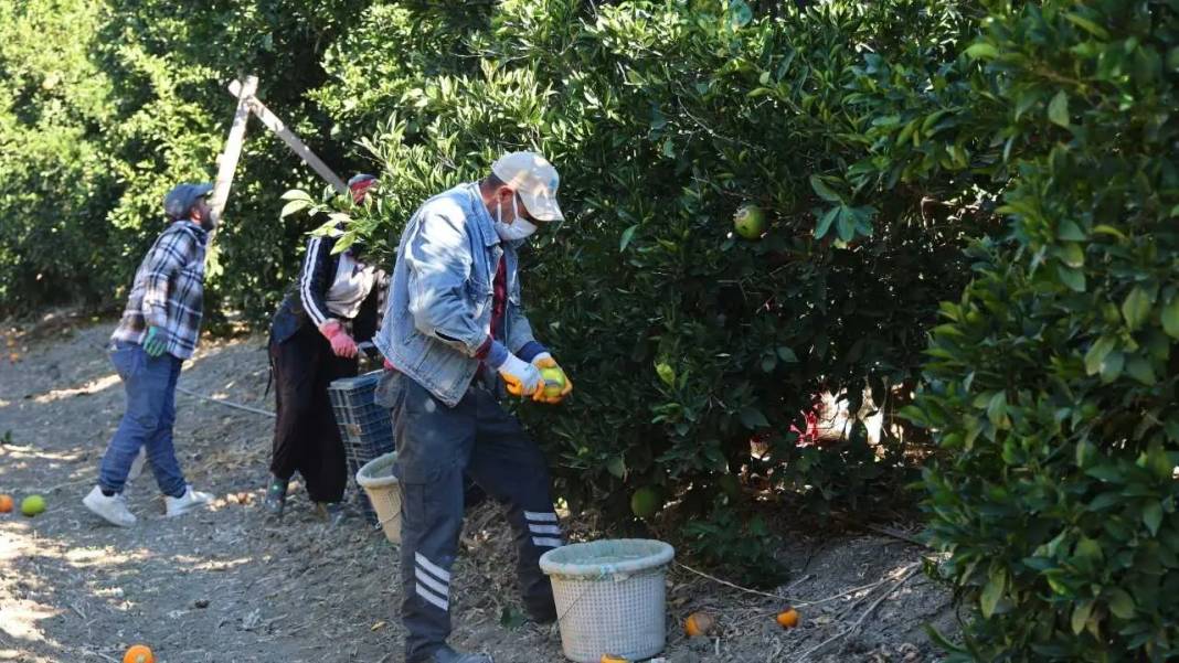 Adana’da Buruk Portakal Hasadı: Don Yaktı, Sıcak Kavurdu! 6