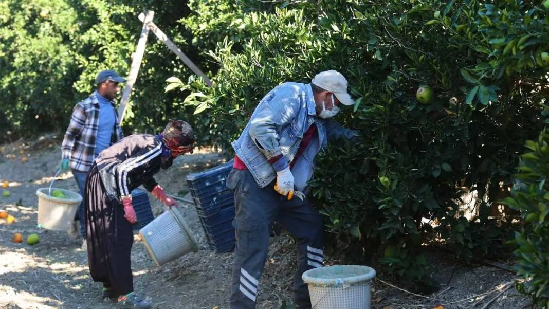 Adana’da Buruk Portakal Hasadı: Don Yaktı, Sıcak Kavurdu! 8