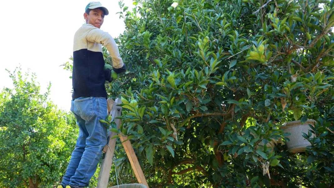 Adana’da Buruk Portakal Hasadı: Don Yaktı, Sıcak Kavurdu! 9