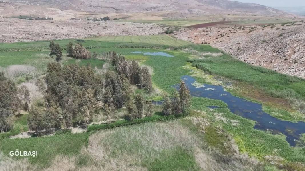 Hatay’da Asi Nehri’nin İstilacı Sümbülleri Sanatla Buluşuyor! 1