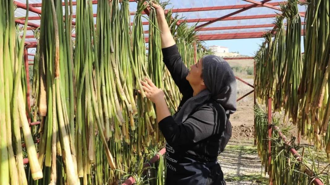 Hatay’da Asi Nehri’nin İstilacı Sümbülleri Sanatla Buluşuyor! 2