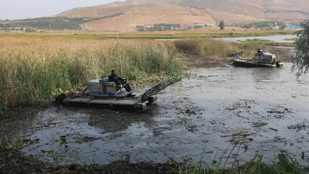 Hatay’da Asi Nehri’nin İstilacı Sümbülleri Sanatla Buluşuyor! 4