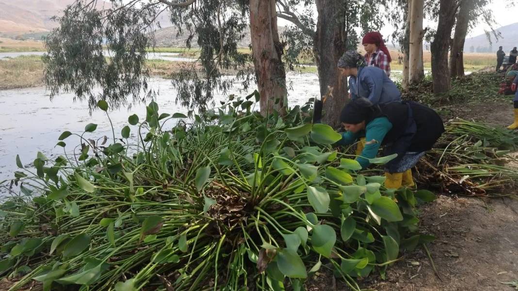 Hatay’da Asi Nehri’nin İstilacı Sümbülleri Sanatla Buluşuyor! 5