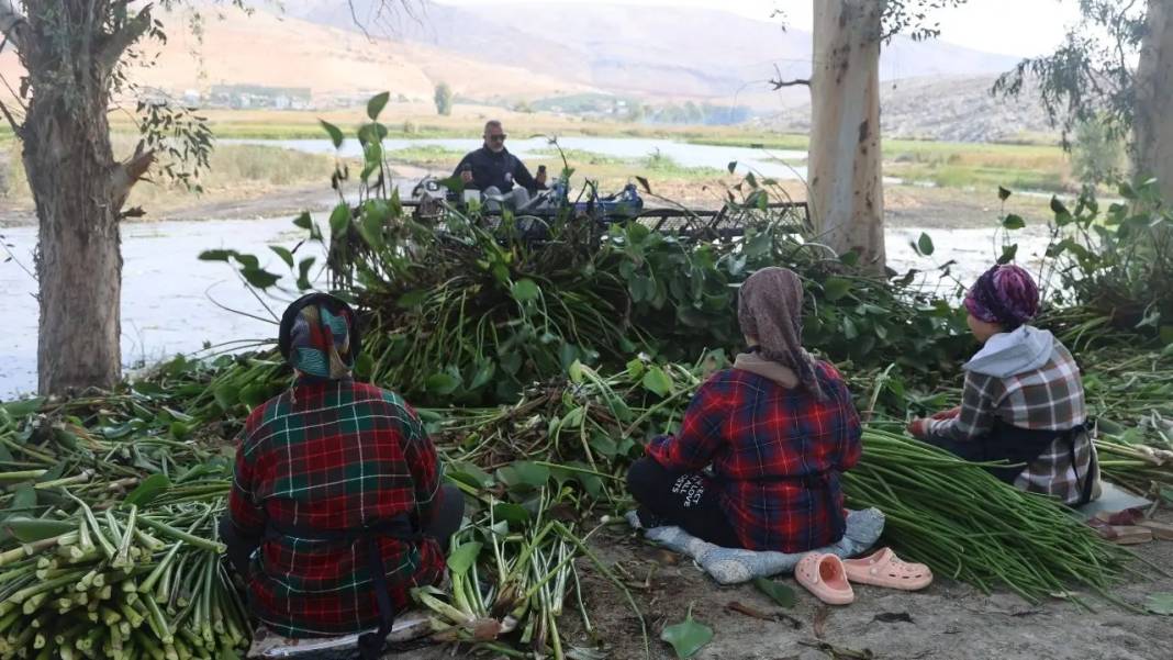 Hatay’da Asi Nehri’nin İstilacı Sümbülleri Sanatla Buluşuyor! 6