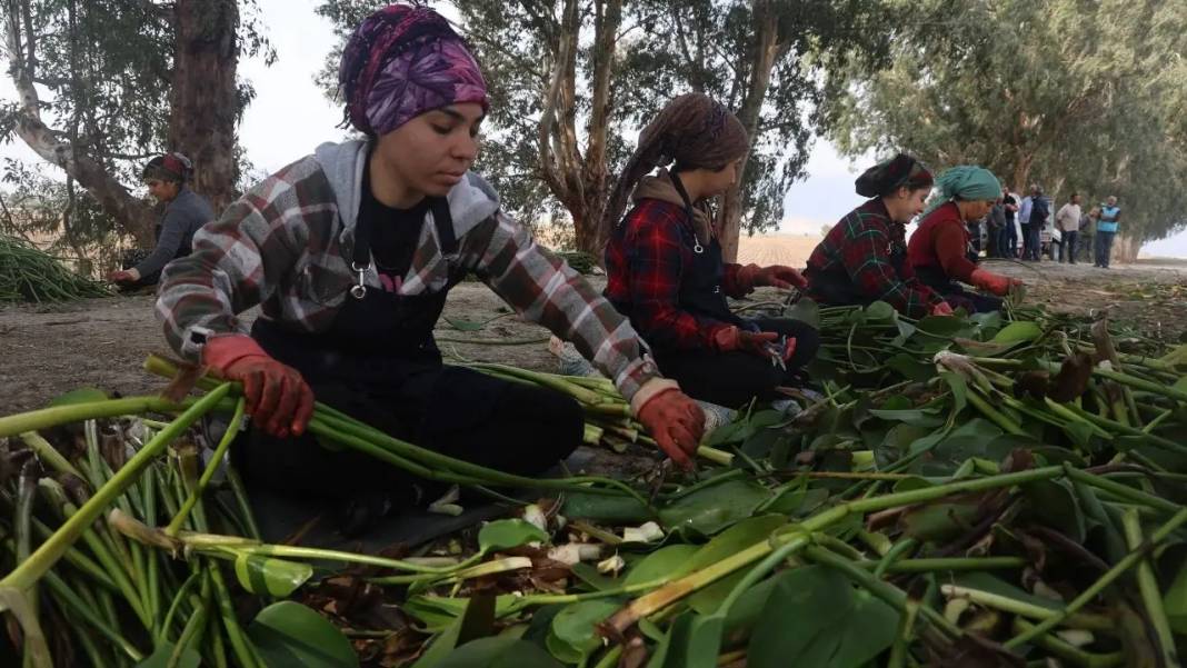 Hatay’da Asi Nehri’nin İstilacı Sümbülleri Sanatla Buluşuyor! 7