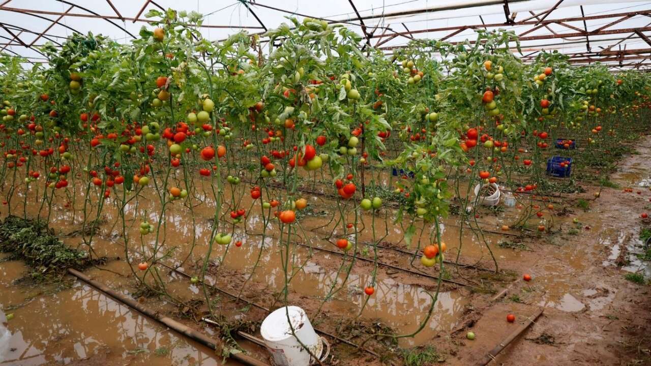Hortumun Faturası Ağır oldu: İşte Antalya Hali Güncel Fiyat Listesi 3