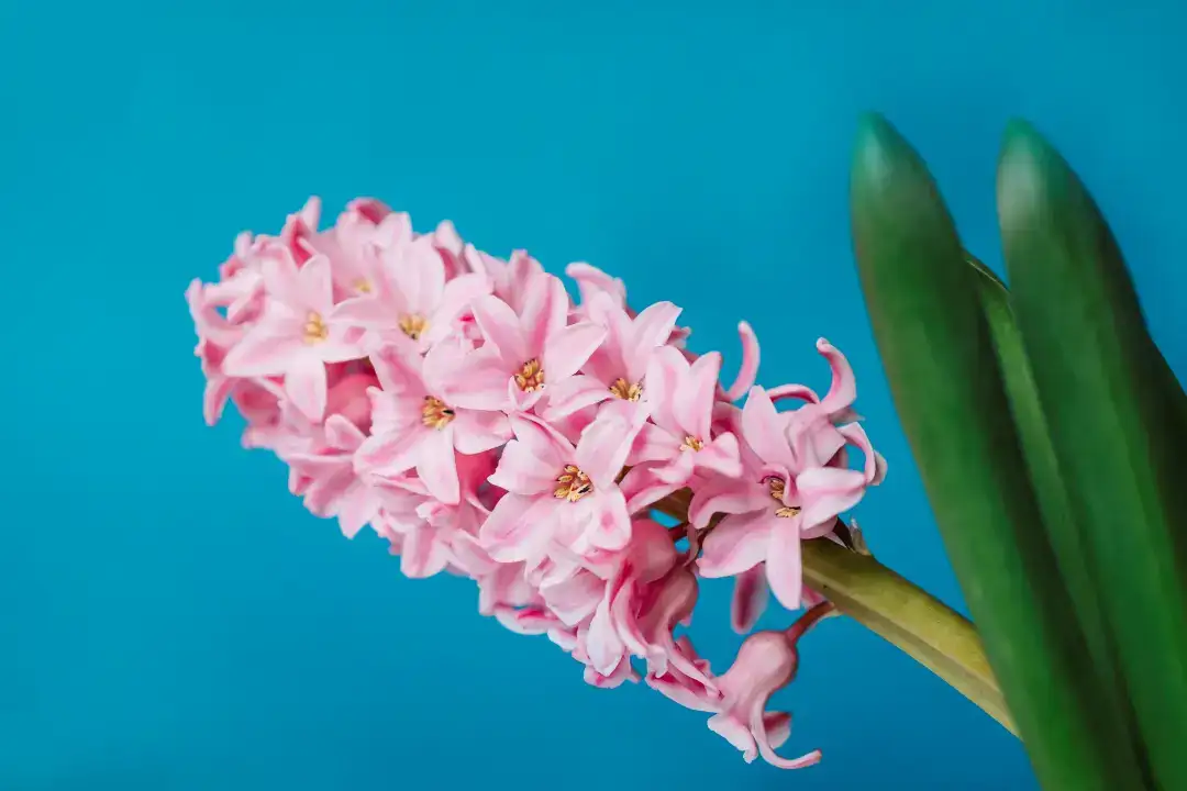 Sevgililer Günü’nde Doğru Çiçeği Seçmek Neden Önemli? 9