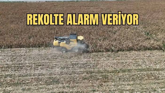 Hatay’da Kuraklık Gölgesinde Mısır Hasadı! Verim Yarı Yarıya Düştü