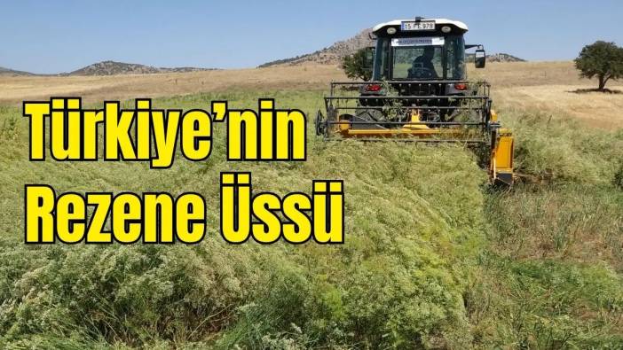 Burdur Rezenesi Dünya Sıralamasında İlk 10’da! Son Hasat Tamamlandı