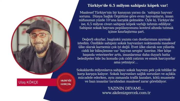 Türkiye'de 6.5 milyon sahipsiz köpek var!