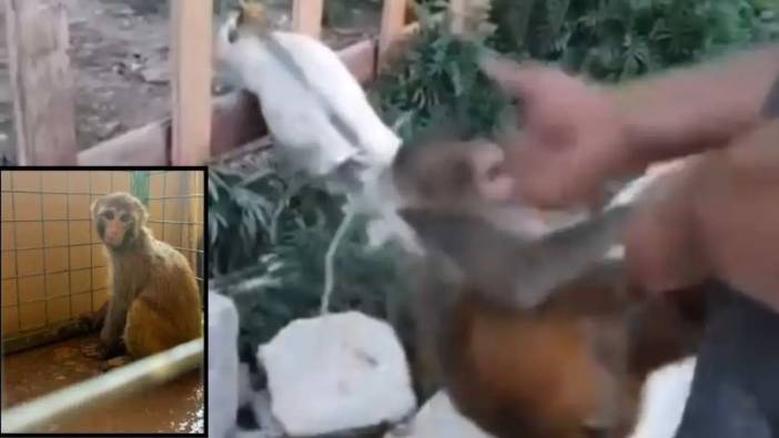 Hatay’da Şiddet Gören Tatlı Maymun Kurtarıldı! Sahibine Ağır Yaptırım