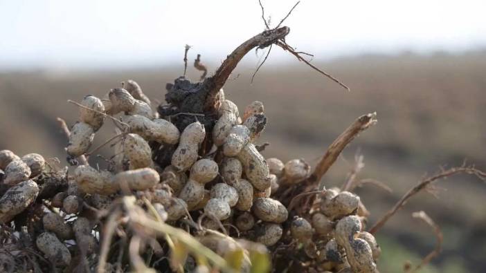 Adana’da Yer Fıstığı Hasadı Bereketli Başladı: 60 TL’ye Alıcı Buluyor