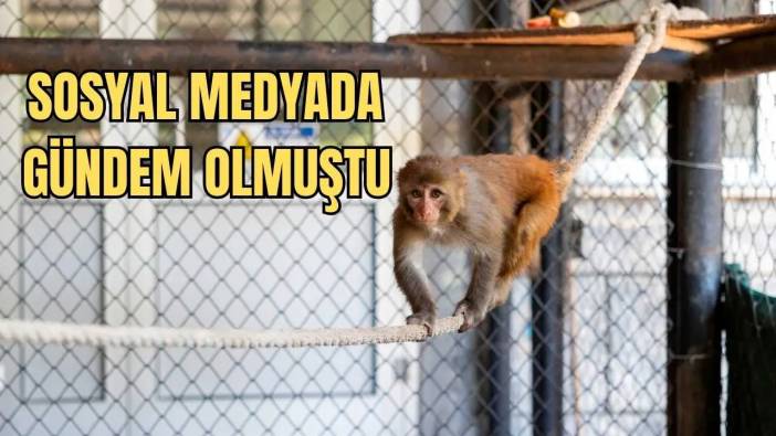 Hatay’da Şiddet Gören “Şeker” Maymunun Yeni Adresi Mersin!