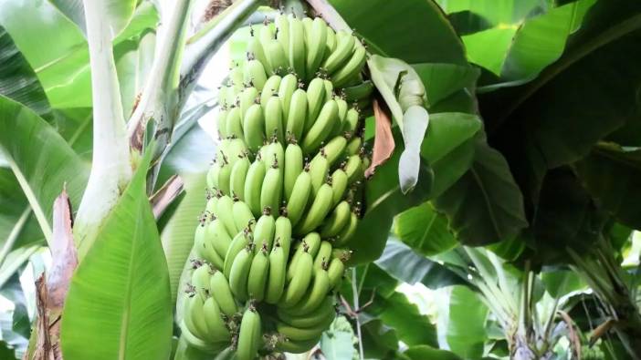 Manavgat Muzda Rekor Kırıyor: 25 Bin Dönümde 12 Ay Hasat