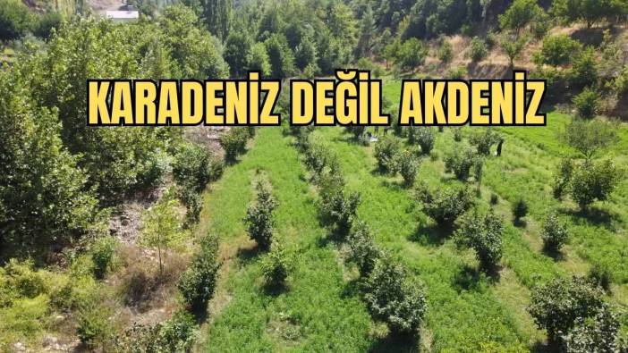 Torosların Eteğinde Karadeniz Esintisi! Adana Yaylalarında Fındık Hasadı Başladı