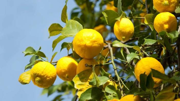 Adana’da Limon İhracatı İzne Bağlandı! Üreticiler Pazar Kaybından Endişeli