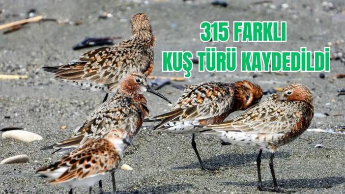Hatay’da Milleyha Sulak Alanı Göçmen Kuşlarla Görsel Şölen Sunuyor
