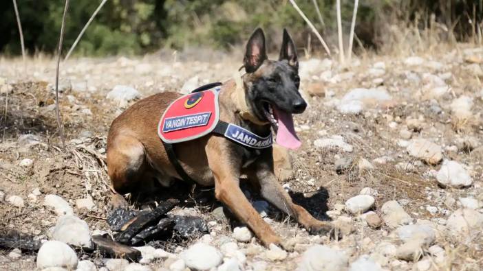 Antalya’da O Köpek Yangınların İzini Sürüyor