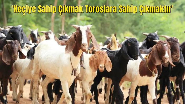 Antalya’da Keçi Sayısı Yarıya İndi! Sorunlar Çalıştayda Ele Alındı