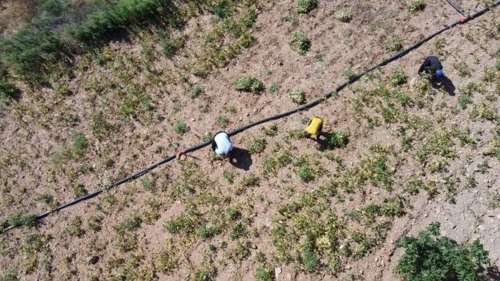 Adana’nın Kar Suyuyla Yetişen Yayla Fasulyesi Şinik Hesabıyla Satılıyor