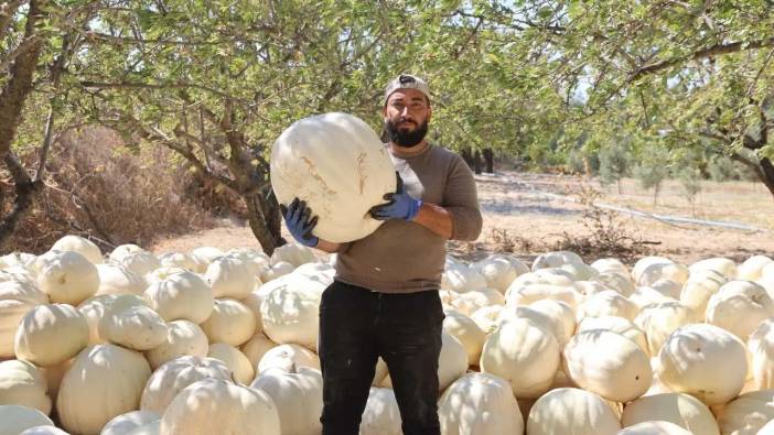 Hatay’ın Tescilli Beyaz Kabağında Tarladan Sofraya Yolculuk Başladı!