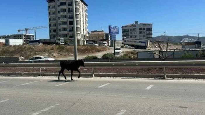 Hatay’da Sahibinden Kaçan Buzağı Trafiği Birbirine Kattı!