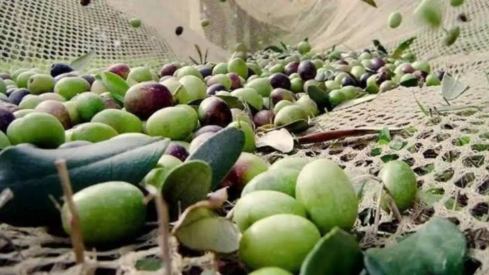 ATB’den Zeytin Uyarısı! Bu Belirtiler Varsa Verim Kaybı Kapıda