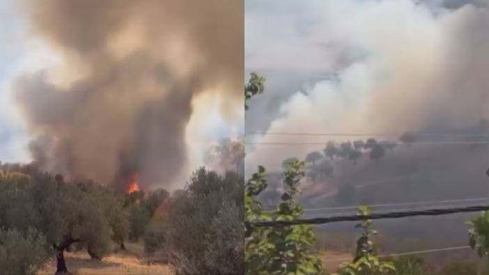 Hatay’da Zeytinlikte Yangın Paniği! Ekipler Son Anda Yetişti