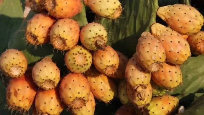 Akdeniz’in Yeşil Altını Dikenli İncir Coğrafi Tescille Yükselecek