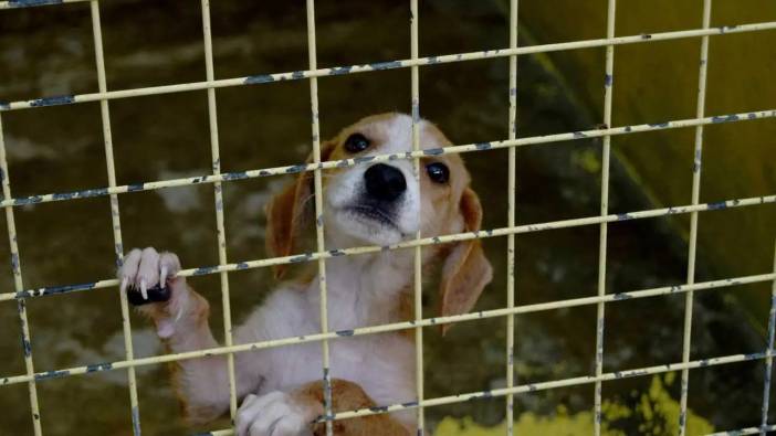 Mama Var, Sevgi Var, Tedavi Var: Kemer’de Can Dostlara Tam Destek!