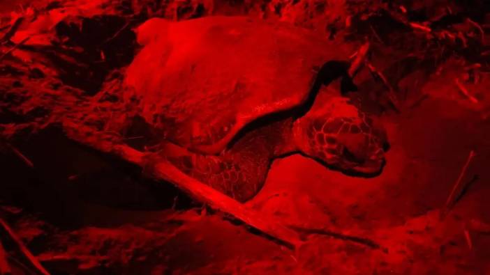Yavru Carettaları Kırmızı Işık Kurtaracak! 4 Otel EKAD Projesine Katıldı
