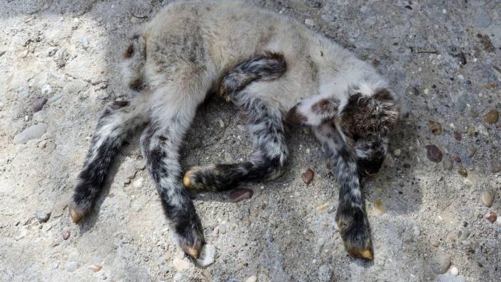 Manavgat’ta 5 Bacaklı Kuzu Doğdu: Annesi Beslemedi, Besici Sahip Çıktı