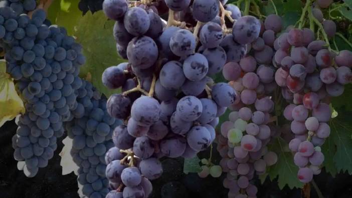 Mor Üzümün Antalya’daki Hikayesi Hangi İlçelerde Yetişir, Ne Zaman Yenir