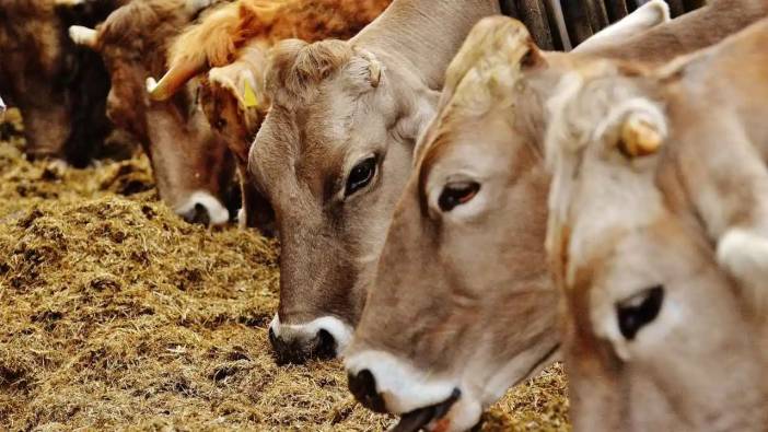 Gıda Güvenliğini Tehdit Eden Tehlikeye Antalya'dan Uyarı