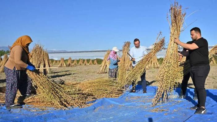 Manavgat’ın Altın Susamı 5 Yıldızlı Otellerin Mutfağını Süslüyor